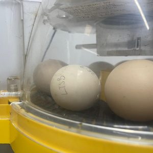 Hatching Ducklings