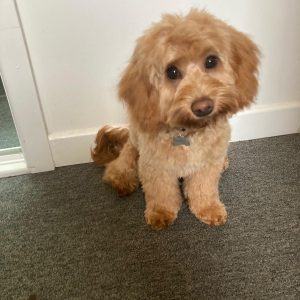 Polly the Therapy Dog